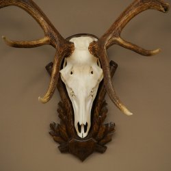 Cuernos de ciervo rojo 6 puntas Altura 59 cm Cuernos de ciervo Cuernos tallados con placa de trofeo 70.1031