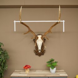 Cuernos de ciervo rojo 6 puntas Altura 59 cm Cuernos de ciervo Cuernos tallados con placa de trofeo 70.1031