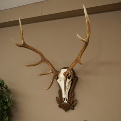 Cuernos de ciervo rojo 6 puntas Altura 59 cm Cuernos de ciervo Cuernos tallados con placa de trofeo 70.1031