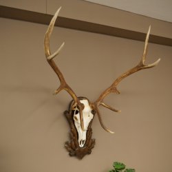 Cuernos de ciervo rojo 6 puntas Altura 59 cm Cuernos de ciervo Cuernos tallados con placa de trofeo 70.1031
