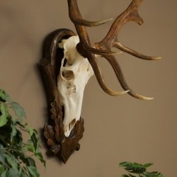 Cuernos de ciervo rojo 6 puntas Altura 59 cm Cuernos de ciervo Cuernos tallados con placa de trofeo 70.1031