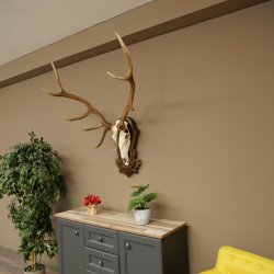 Cuernos de ciervo rojo 6 puntas Altura 59 cm Cuernos de ciervo Cuernos tallados con placa de trofeo 70.1031
