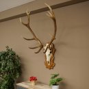 Cuernos de ciervo rojo 6 puntas Altura 59 cm Cuernos de ciervo Cuernos tallados con placa de trofeo 70.1031