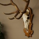 Cuernos de ciervo rojo 6 puntas Altura 59 cm Cuernos de ciervo Cuernos tallados con placa de trofeo 70.1031