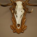 Cuernos de ciervo rojo 6 puntas Altura 59 cm Cuernos de ciervo Cuernos tallados con placa de trofeo 70.1031