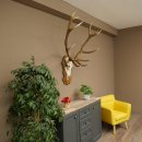 Cuernos de ciervo rojo 6 puntas Altura 59 cm Cuernos de ciervo Cuernos tallados con placa de trofeo 70.1031