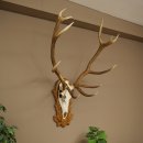 Cuernos de ciervo rojo 6 puntas Altura 59 cm Cuernos de ciervo Cuernos tallados con placa de trofeo 70.1031