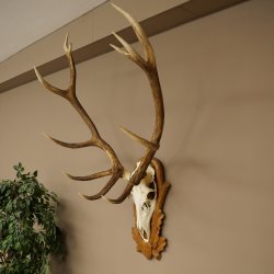 Cuernos de ciervo rojo 6 puntas Altura 59 cm Cuernos de ciervo Cuernos tallados con placa de trofeo 70.1031
