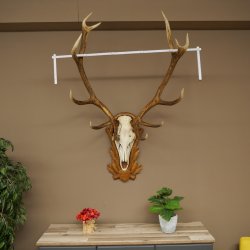 Cuernos de ciervo rojo 6 puntas Altura 59 cm Cuernos de ciervo Cuernos tallados con placa de trofeo 70.1031