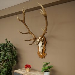 Cuernos de ciervo rojo 6 puntas Altura 59 cm Cuernos de ciervo Cuernos tallados con placa de trofeo 70.1031