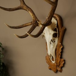 Cuernos de ciervo rojo 6 puntas Altura 59 cm Cuernos de ciervo Cuernos tallados con placa de trofeo 70.1031