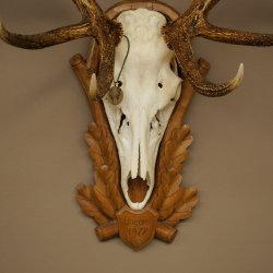 Cuernos de ciervo rojo 6 puntas Altura 59 cm Cuernos de ciervo Cuernos tallados con placa de trofeo 70.1031