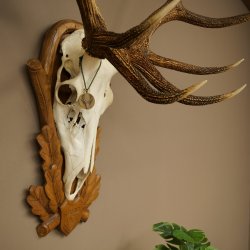 Cuernos de ciervo rojo 6 puntas Altura 59 cm Cuernos de ciervo Cuernos tallados con placa de trofeo 70.1031
