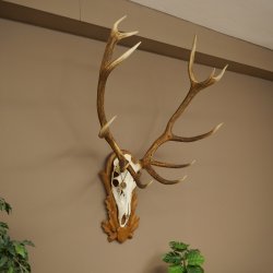 Cuernos de ciervo rojo 6 puntas Altura 59 cm Cuernos de ciervo Cuernos tallados con placa de trofeo 70.1031