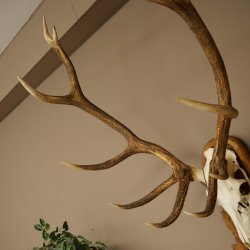 Cuernos de ciervo rojo 6 puntas Altura 59 cm Cuernos de ciervo Cuernos tallados con placa de trofeo 70.1031