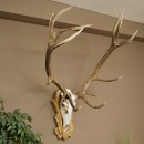 Cuernos de ciervo rojo 6 puntas Altura 59 cm Cuernos de...