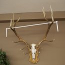 Cuernos de ciervo rojo 6 puntas Altura 59 cm Cuernos de ciervo Cuernos tallados con placa de trofeo 70.1031