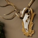 Cuernos de ciervo rojo 6 puntas Altura 59 cm Cuernos de ciervo Cuernos tallados con placa de trofeo 70.1031