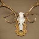 Cuernos de ciervo rojo 6 puntas Altura 59 cm Cuernos de ciervo Cuernos tallados con placa de trofeo 70.1031