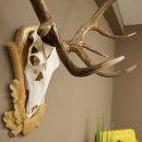 Cuernos de ciervo rojo 6 puntas Altura 59 cm Cuernos de ciervo Cuernos tallados con placa de trofeo 70.1031