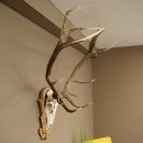 Cuernos de ciervo rojo 6 puntas Altura 59 cm Cuernos de ciervo Cuernos tallados con placa de trofeo 70.1031