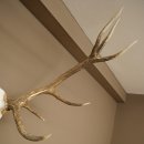 Cuernos de ciervo rojo 6 puntas Altura 59 cm Cuernos de ciervo Cuernos tallados con placa de trofeo 70.1031