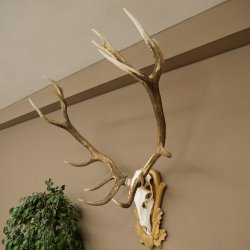 Cuernos de ciervo rojo 6 puntas Altura 59 cm Cuernos de ciervo Cuernos tallados con placa de trofeo 70.1031