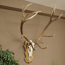 Cuernos de ciervo rojo 6 puntas Altura 59 cm Cuernos de ciervo Cuernos tallados con placa de trofeo 70.1031