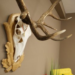 Cuernos de ciervo rojo 6 puntas Altura 59 cm Cuernos de ciervo Cuernos tallados con placa de trofeo 70.1031