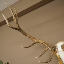 Cuernos de ciervo rojo 6 puntas Altura 59 cm Cuernos de ciervo Cuernos tallados con placa de trofeo 70.1031
