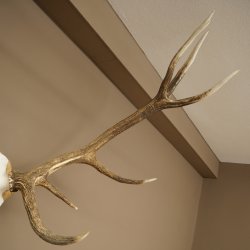 Cuernos de ciervo rojo 6 puntas Altura 59 cm Cuernos de ciervo Cuernos tallados con placa de trofeo 70.1031