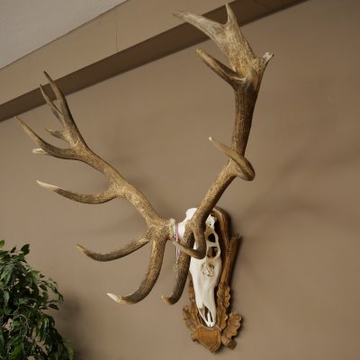 Cuernos de ciervo rojo 6 puntas Altura 59 cm Cuernos de ciervo Cuernos tallados con placa de trofeo 70.1031