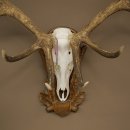 Cuernos de ciervo rojo 6 puntas Altura 59 cm Cuernos de ciervo Cuernos tallados con placa de trofeo 70.1031