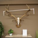 Cuernos de ciervo rojo 6 puntas Altura 59 cm Cuernos de ciervo Cuernos tallados con placa de trofeo 70.1031