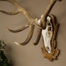 Cuernos de ciervo rojo 6 puntas Altura 59 cm Cuernos de ciervo Cuernos tallados con placa de trofeo 70.1031