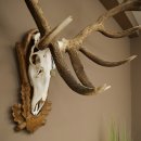 Cuernos de ciervo rojo 6 puntas Altura 59 cm Cuernos de ciervo Cuernos tallados con placa de trofeo 70.1031