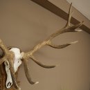 Cuernos de ciervo rojo 6 puntas Altura 59 cm Cuernos de ciervo Cuernos tallados con placa de trofeo 70.1031