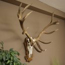 Cuernos de ciervo rojo 6 puntas Altura 59 cm Cuernos de ciervo Cuernos tallados con placa de trofeo 70.1031