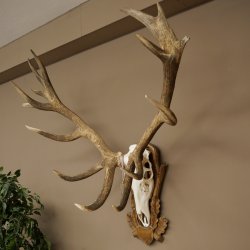 Cuernos de ciervo rojo 6 puntas Altura 59 cm Cuernos de ciervo Cuernos tallados con placa de trofeo 70.1031