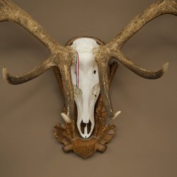 Cuernos de ciervo rojo 6 puntas Altura 59 cm Cuernos de ciervo Cuernos tallados con placa de trofeo 70.1031