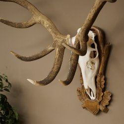 Cuernos de ciervo rojo 6 puntas Altura 59 cm Cuernos de ciervo Cuernos tallados con placa de trofeo 70.1031