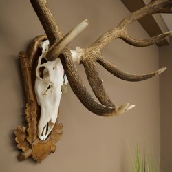 Cuernos de ciervo rojo 6 puntas Altura 59 cm Cuernos de ciervo Cuernos tallados con placa de trofeo 70.1031