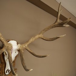 Cuernos de ciervo rojo 6 puntas Altura 59 cm Cuernos de ciervo Cuernos tallados con placa de trofeo 70.1031