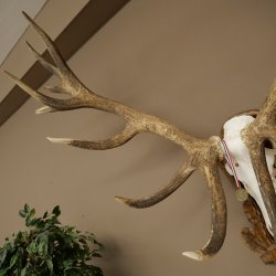 Cuernos de ciervo rojo 6 puntas Altura 59 cm Cuernos de ciervo Cuernos tallados con placa de trofeo 70.1031