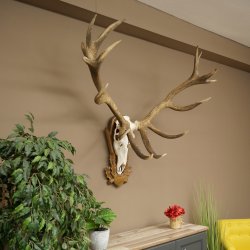 Cuernos de ciervo rojo 6 puntas Altura 59 cm Cuernos de ciervo Cuernos tallados con placa de trofeo 70.1031