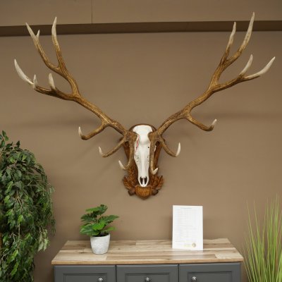 Cuernos de ciervo rojo 6 puntas Altura 59 cm Cuernos de ciervo Cuernos tallados con placa de trofeo 70.1031