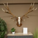 Cuernos de ciervo rojo 6 puntas Altura 59 cm Cuernos de...