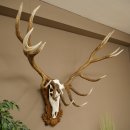 Cuernos de ciervo rojo 6 puntas Altura 59 cm Cuernos de ciervo Cuernos tallados con placa de trofeo 70.1031