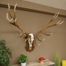 Cuernos de ciervo rojo 6 puntas Altura 59 cm Cuernos de ciervo Cuernos tallados con placa de trofeo 70.1031