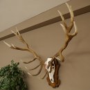 Cuernos de ciervo rojo 6 puntas Altura 59 cm Cuernos de ciervo Cuernos tallados con placa de trofeo 70.1031